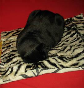 Peppi