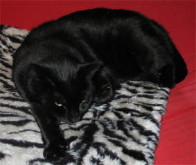 Peppi