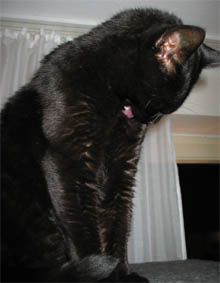 Peppi