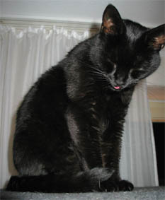Peppi