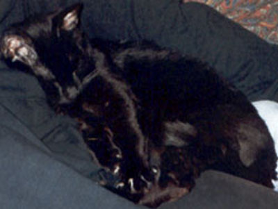 Peppi