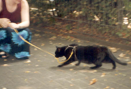 Peppi