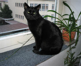 Peppi