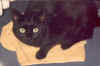 Peppiguckt.jpg (73941 Byte)