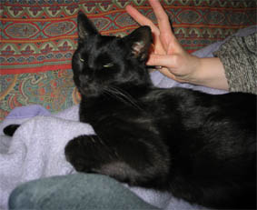 Peppi
