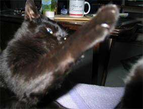 Peppi