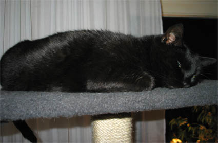 Peppi