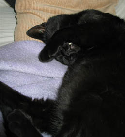 Peppi