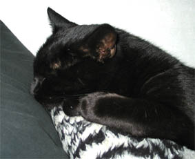 Peppi