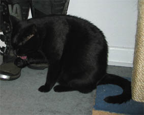 Peppi