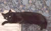 Peppischlft3.jpg (38956 Byte)