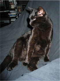 Peppi