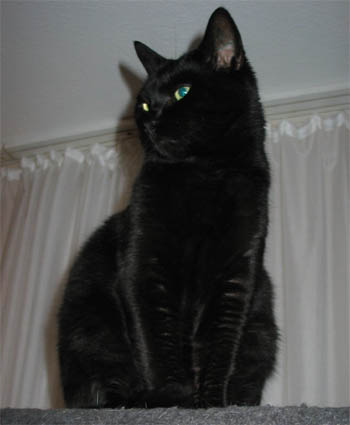 Peppi
