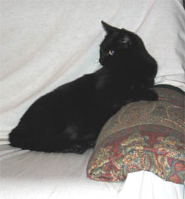 Peppi