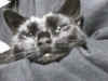 Peppitraurig7.jpg (112586 Byte)