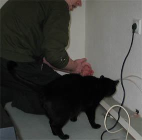 Peppi