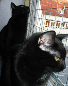 Peppi hinten und Lissi vorne