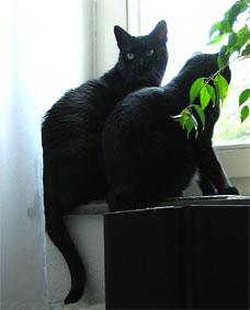 Peppi und Lissi
