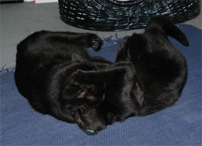 Peppi und Lissi