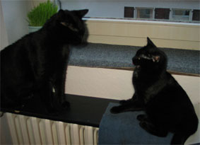 Peppi und Lissi
