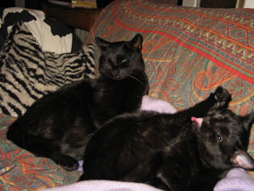 Peppi und Zungenlissi