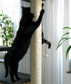 Peppi und Lissi 
