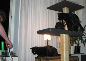 Peppi und Lissi