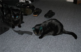 Peppi und Lissi