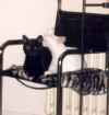 S_putzt_P.jpg (24415 Byte)