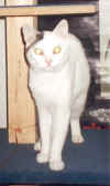 SammyKratzbaum1.jpg (20757 Byte)