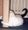 SammyKratzbaum2.jpg (58470 Byte)