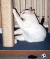 SammyKratzbaum3.jpg (52246 Byte)