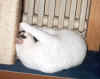 SammyKratzbaum4.jpg (45474 Byte)