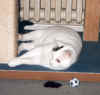 SammyKratzbaum6.jpg (43773 Byte)