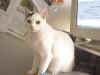 SammyMiau.jpg (105930 Byte)