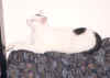 SammySofa1.jpg (17615 Byte)