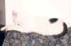 SammySofa2.jpg (17859 Byte)
