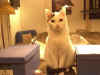 Sammyguckt.jpg (22966 Byte)