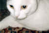 Sammynah.jpg (38583 Byte)