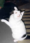 Sammyspielt7.jpg (61365 Byte)