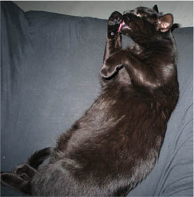 Peppi