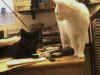 SgucktP.jpg (130265 Byte)