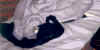 Suchbild.jpg (46282 Byte)