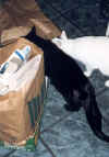 Tuete1.jpg (103623 Byte)