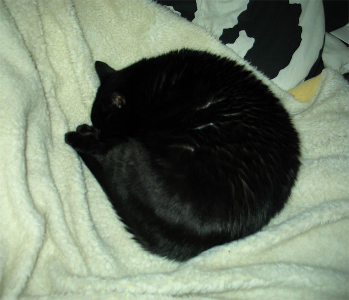 Peppi