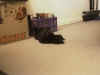 peepi webcam1.jpg (8824 Byte)