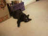 peepi webcam2.jpg (8981 Byte)